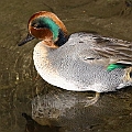 Green-winged Teal from a neighbourhood (Suginami). Winter is the best time to see ducks in Japan. <br />Canon EOS 6D + EF400 F5.6